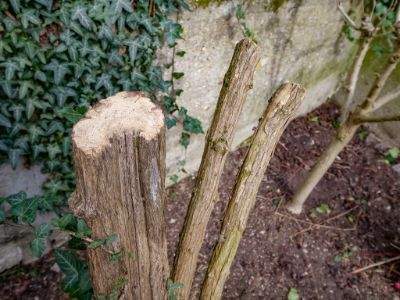 Découpe des branches d’arbres