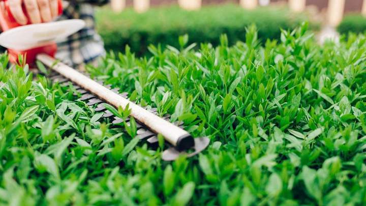 Découpe de haies Montlhéry