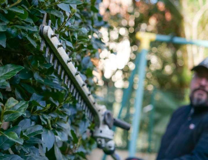 Taille de haies Montlhéry