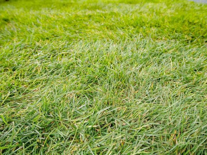 Entretien d'espaces verts Montlhéry
