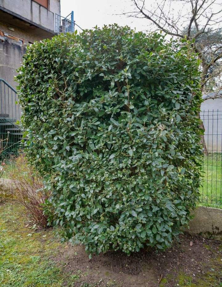 Découpe de haies Montlhéry