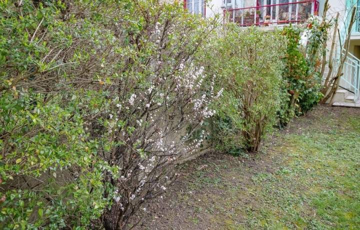 Découpe de haies Montlhéry